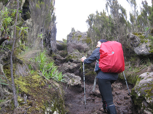 Trail up to Shira Camp