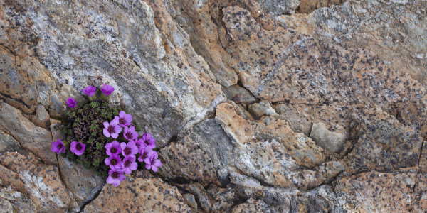 flower blessing